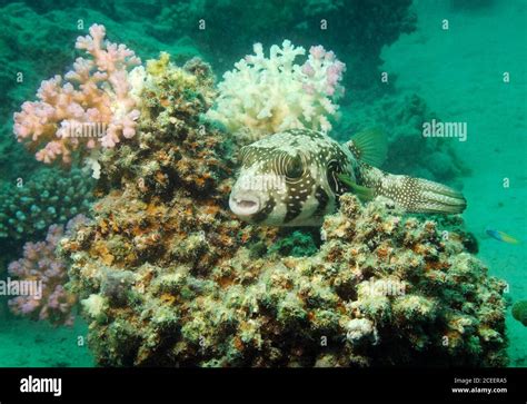 Black Spotted Pufferfish Arothron Nigropunctatus Resting On Coral