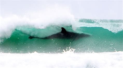 Orcas Caught Surfing On New Zealand Swells Reef Builders The Reef