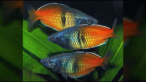 Nama latin ika rainbow boesemani adalah melanotaenia. Keeping Boesemani Rainbowfish - YouTube