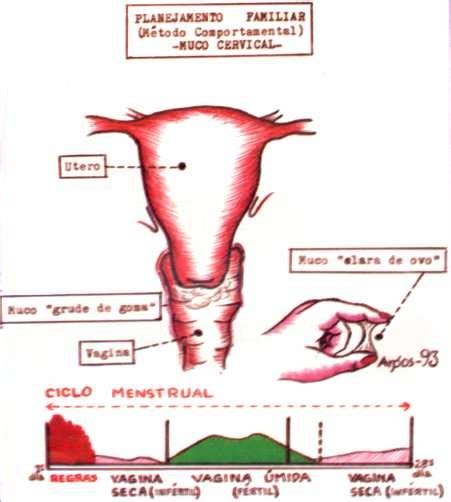 Recognizing The Fertile Period Watching The Cervical Mucus Billings