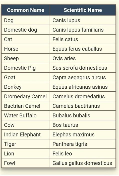Any 10 scientific names of animals - Brainly.in