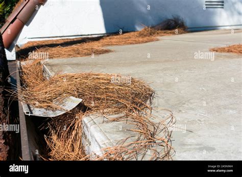 Roof gutter clogged with leaves, pine needles and debris. Rain gutter