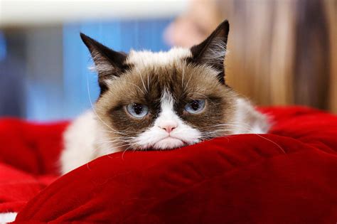 Grumpy Cat Has Died And We Bid A Final Adieu To A Long Gone Internet Era Vanity Fair