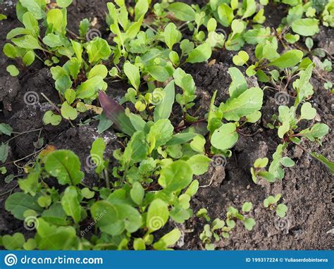 Arugula Plant Growing In Organic Vegetable Garden Stock Photo Image