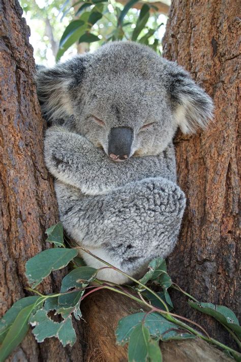 Koala Bear For Phone Wallpapers Wallpaper Cave