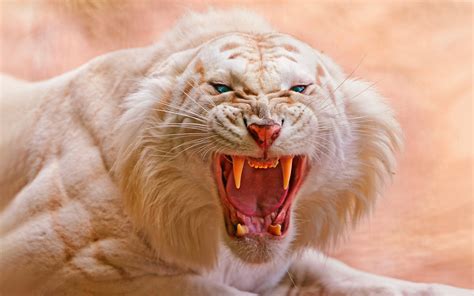 Beautiful Angry White Tiger Wallpaper Hd 1080p Wallpaper