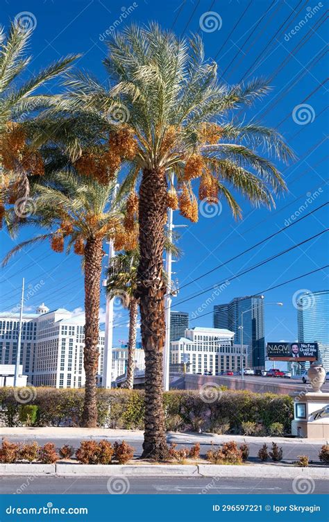 Palm Trees On The Streets Of Las Vegas Nevada Editorial Photo Image