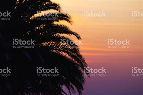 The Sun Is Setting Behind A Palm Tree Stock Photo