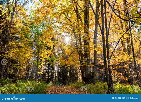 Scenic Landscape Of Beautiful Sunlit Autumn Forest Stock Photo Image