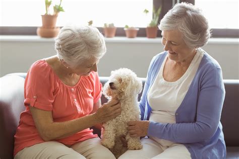 How Pets Can Emotionally Help Seniors Move To Assisted Living
