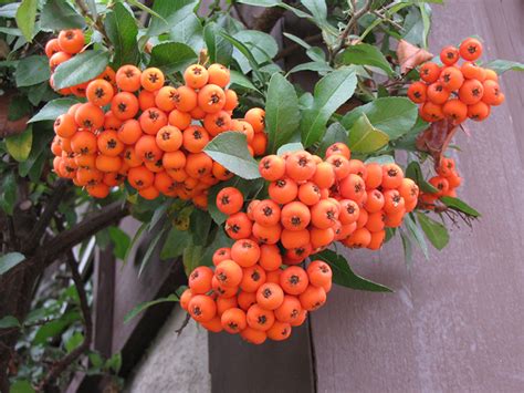 If color is important to you, buy plants when they are in fruit. Lalandei Scarlet Firethorn (Pyracantha coccinea 'Lalandei ...