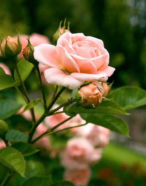 The 10 Most Fragrant Flowers To Plant In Your Garden Fragrant Flowers