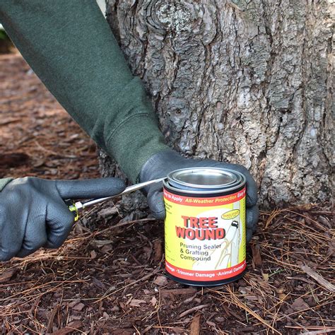 Tanglefoot Tree Wound Pruning Sealer And Grafting Compound 16 Oz Buy