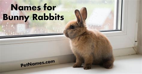 Names For Bunny Rabbits