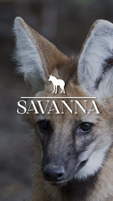 savanna pantanal explorer