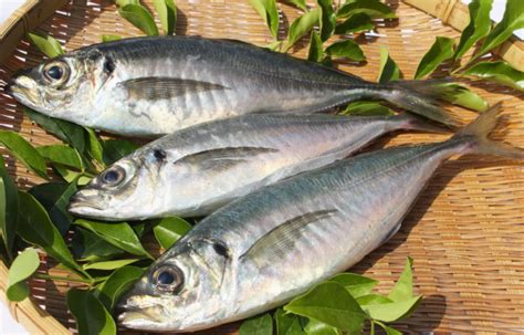 「 どんちっちアジ 」「 どんちっちノドグロ 」「 どんちっちカレイ 」を島根県浜田市を代表する「どんちっち三魚」としてお届けしております。. どんちっちアジ開き（干物） 脂質含有量11％～ 干物専門店 河野 ...