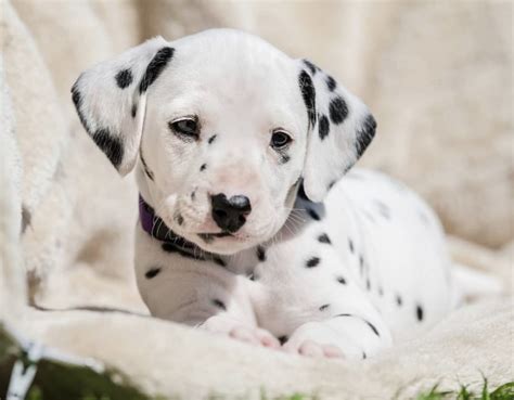14 Photos That Prove That Dalmatian Puppies Are The Cutest The Paws