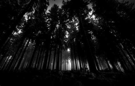 Black Forest Wallpaper Hd Wallpapers Collection