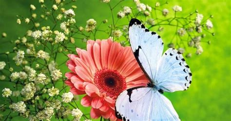 Kupu kupu hitam bouquet hd wallpaper desktop lebar definisi via 1freewallpapers.com. Bacground Bunga Dan Kupu-Kupu Bergerak - Unduh 89 Gambar ...