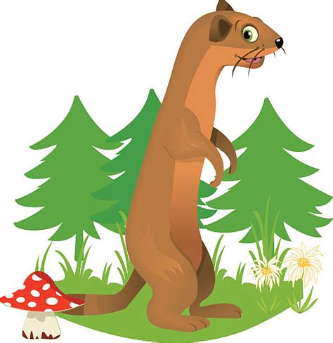 Weasel Illustrations Royalty Free Vector Graphics And Clip Art Istock