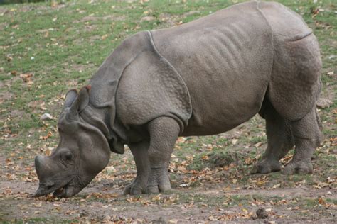 Rhinoceros | World Biggest Mammal | Wildlife Of World