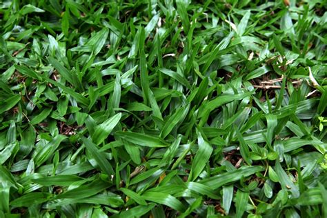 Find updated content daily for popular categories. 4 Steps To Plant Your Own Grass - Kaodim