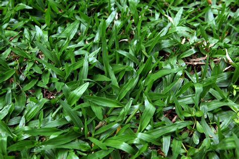 Find updated content daily for popular categories. 4 Steps To Plant Your Own Grass - Kaodim