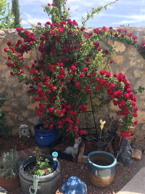 Our Climbing Rose Bush Last Year It Had Only A Few Blooms On It All