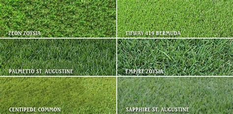 Zoysia grows with less fertilizer and water than other grasses. Totally unprepared at game time | Page 2 | Rams ON DEMAND