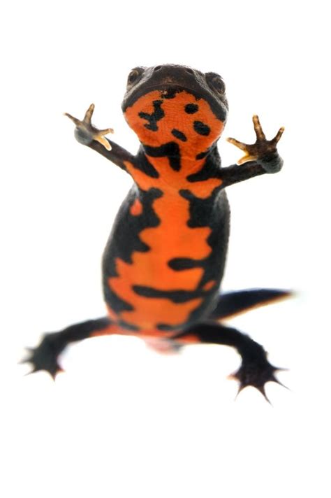 Japanese Fire Bellied Newt Pets Animals Reptiles And Amphibians