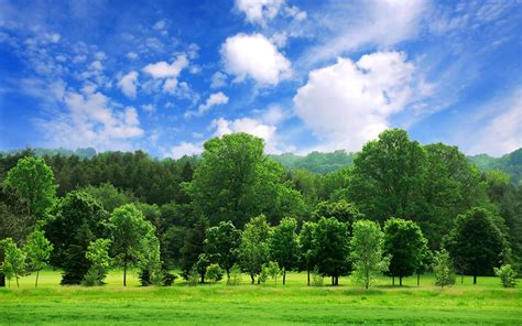 Nature Tree With Blue Sky Background Hd Download Cbeditz