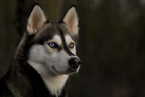 Portrait Of Siberian Husky