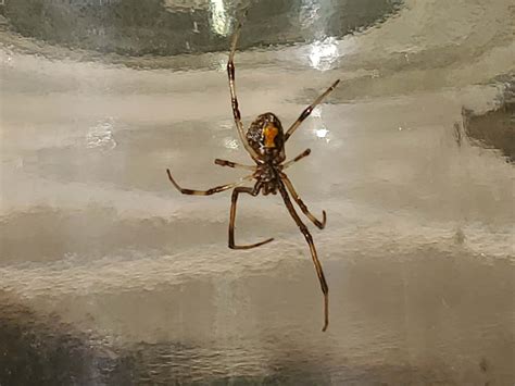 Latrodectus Geometricus Brown Widow Spider In Cerritos 90703