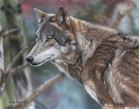Grey Wolf Painting By Parry Johnson Fine Art America