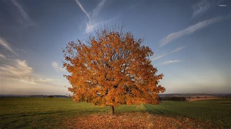 Lonesome Autumn Tree Losing Its Leaves On The Field Wallpaper Nature