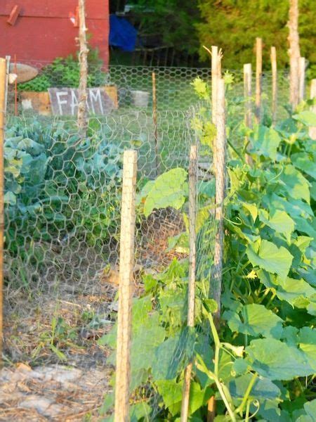Cucumber Trellis Made With Chicken Wire At Homestead Blessings