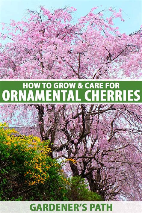 How To Grow And Care For Flowering Cherry Trees