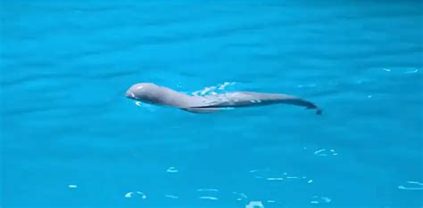 beluga whale ವಿಜಯವಾಣಿ