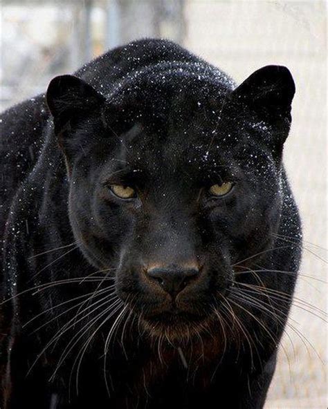 Чёрная пантера 17 фото Black Panther Черная пантера