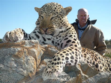 Namibia Nice Namibian Leopard Hunted This Month