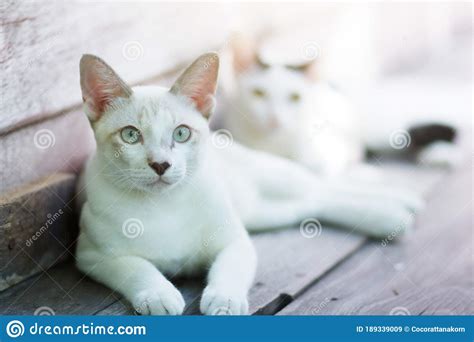 two kitten cats sitting and enjoy on wood terrace with sunlight stock image image of mammal