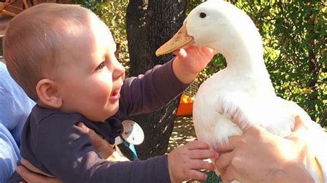 Funniest Chicken And Duck Trolling Babies Youtube