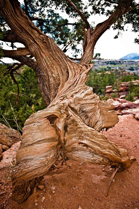 Walking Tree Garden Of The Gods Weird Trees Nature Tree Unique Trees