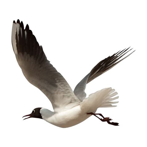 Ocean Birds Png Images Transparent Free Download