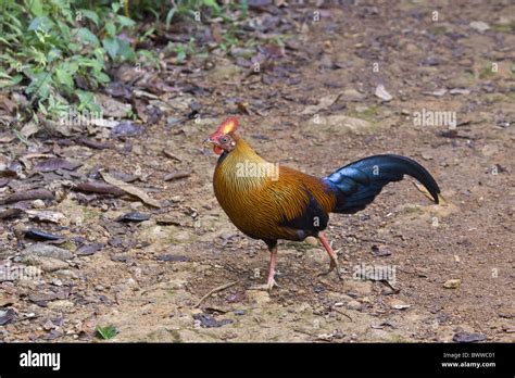 Sri Lanka Junglefowl Male Stock Photo Alamy