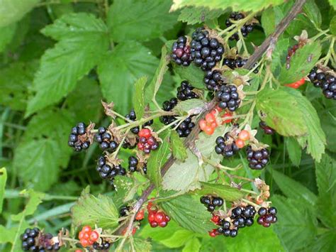 So, for perfect pollination to occur, obviously you need a raspberry plant and some bees, but again, this is a simplistic explanation. Black Raspberry (Rubus occidentalis) & Wild Blackberry ...