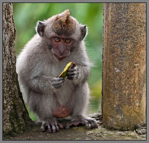 Fotografías De Changos Monos Simios Y Primates Fotografías De