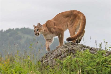 Cougar Attack Near Mount Hood Is The First Fatal Encounter In Oregon