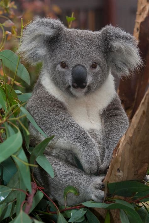 Koala Most People Know Of Koalas As Those Cute Little