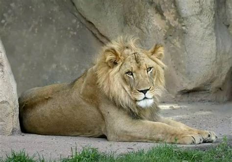 18 Year Old Lioness Grows Mane Some People Think Its Because She